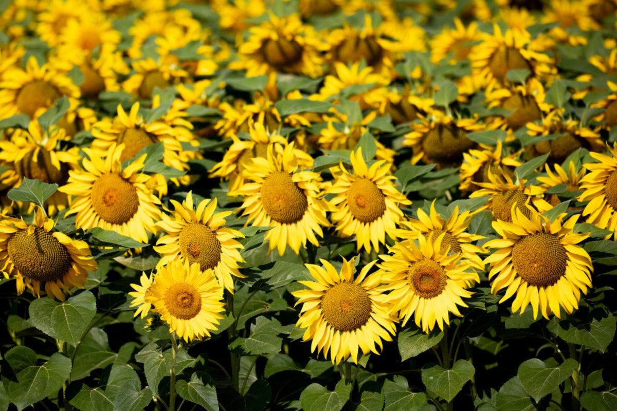 Подсолнечник