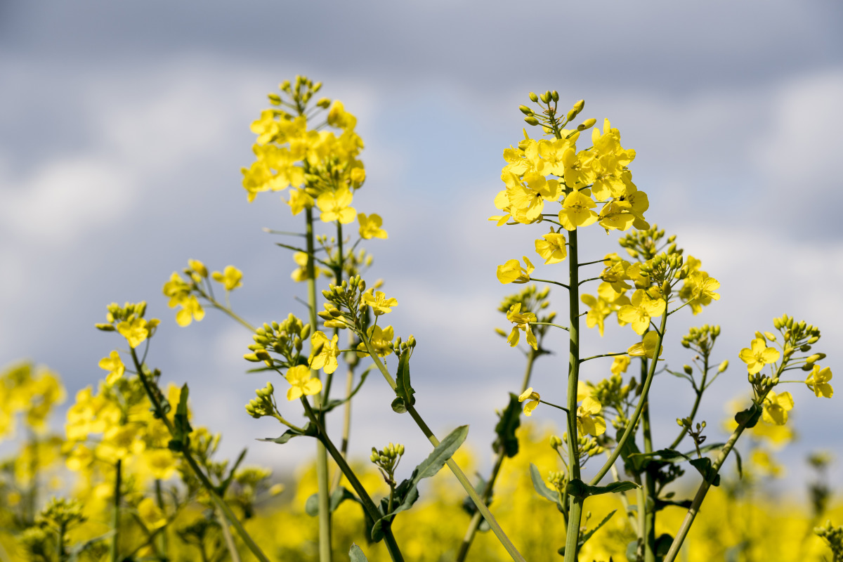 ЛГ Конструктор КЛ