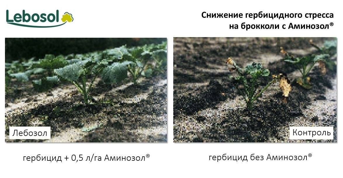 СНИЖЕНИЕ ГЕРБИЦИДНОГО СТРЕССА С АМИНОЗОЛ